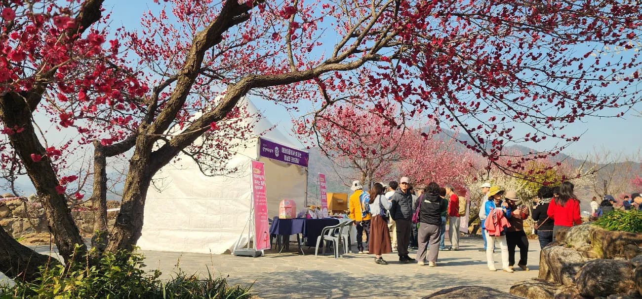 제25회 광양매화축제, 매화 만개 속 방문객 발길 이어져