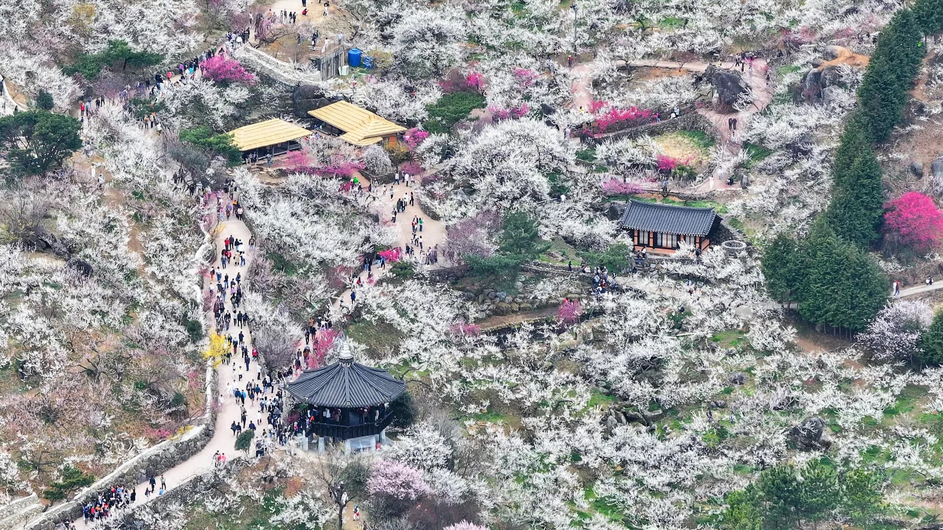 광양매화축제, 71만 흥행... 데이터로 개화 맞추고 콘텐츠로 체류시간 늘렸다