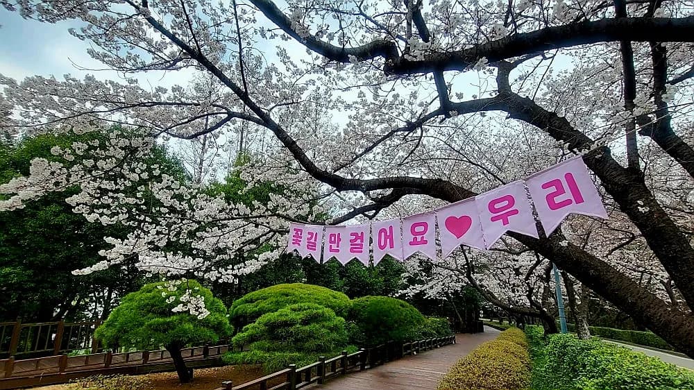 광양시, 매화 이어 벚꽃·동백…봄꽃 릴레이 시작